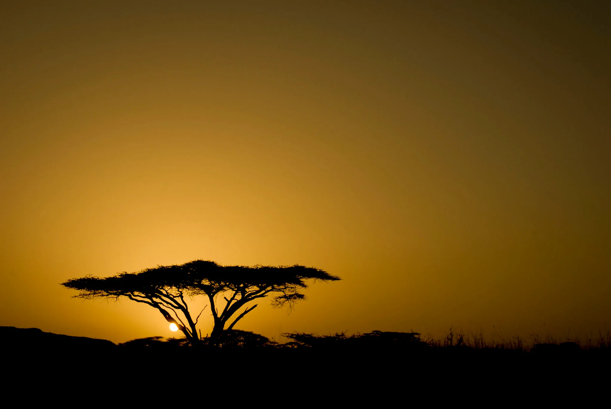 Golden sunrise over Samburu National Reserve in Kenya