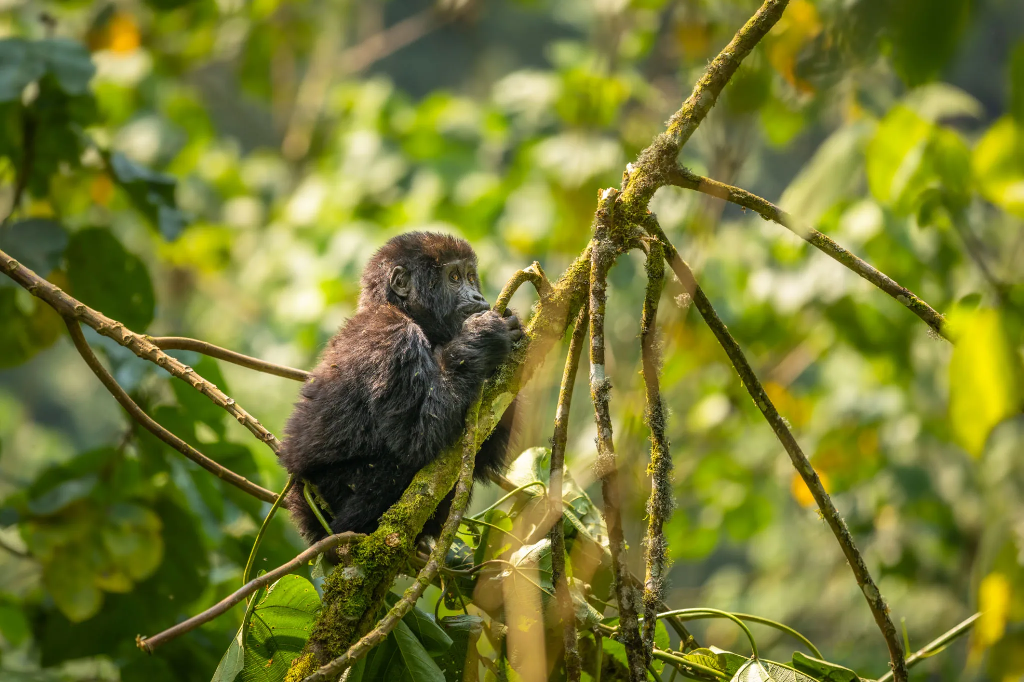 Baby mountain gorilla in Bwindi Impenetrable Forest
