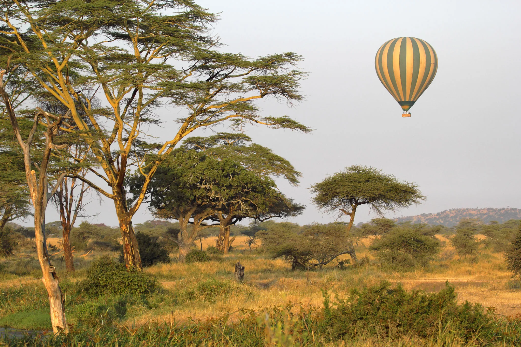 Hot air balloon floating over the Masai Mara at sunrise