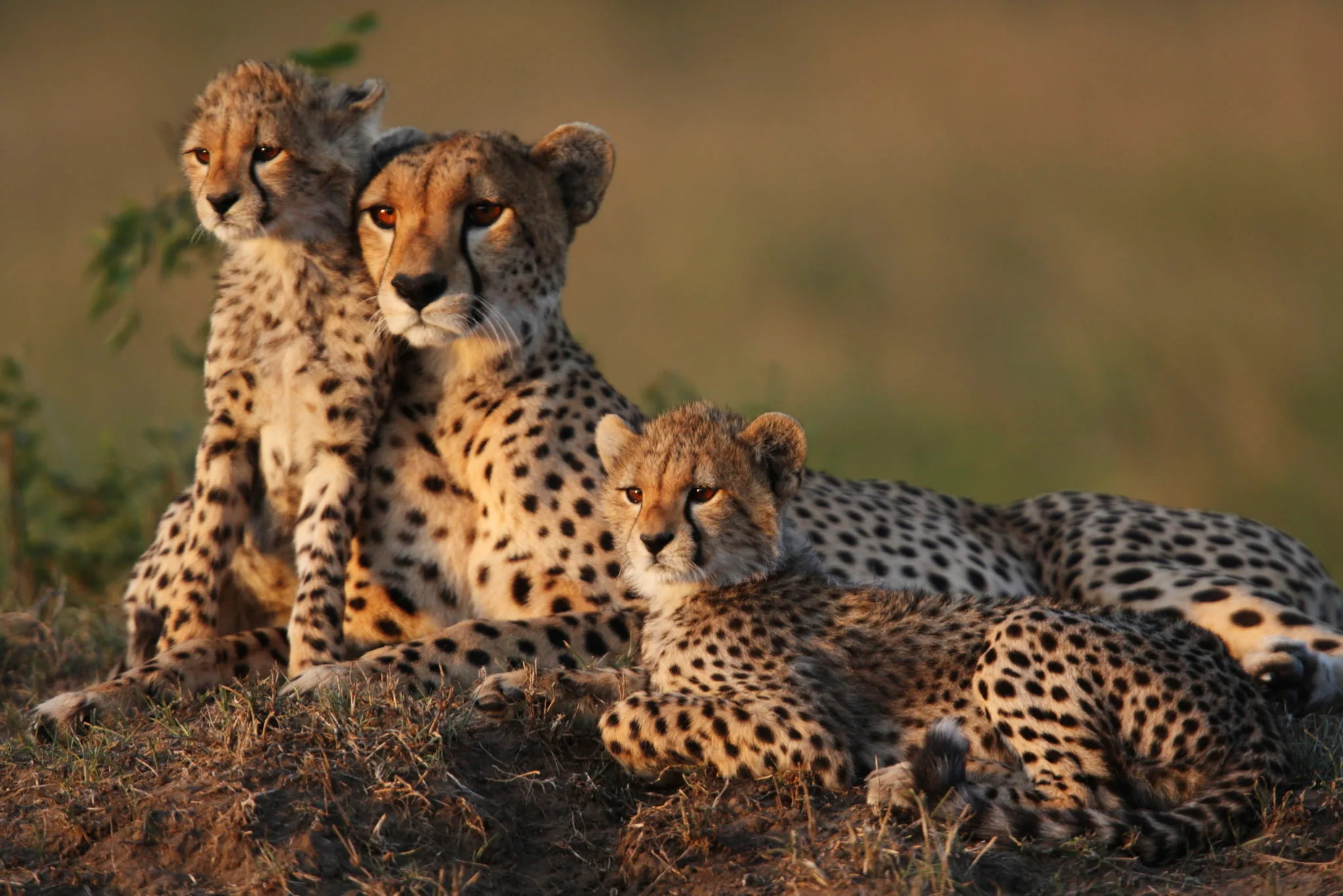Cheetah family in the Masai Mara grasslands