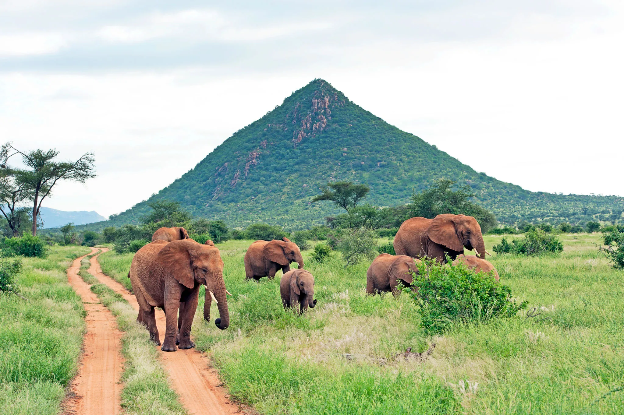 Elephants walking across the savannah in Samburu, Kenya