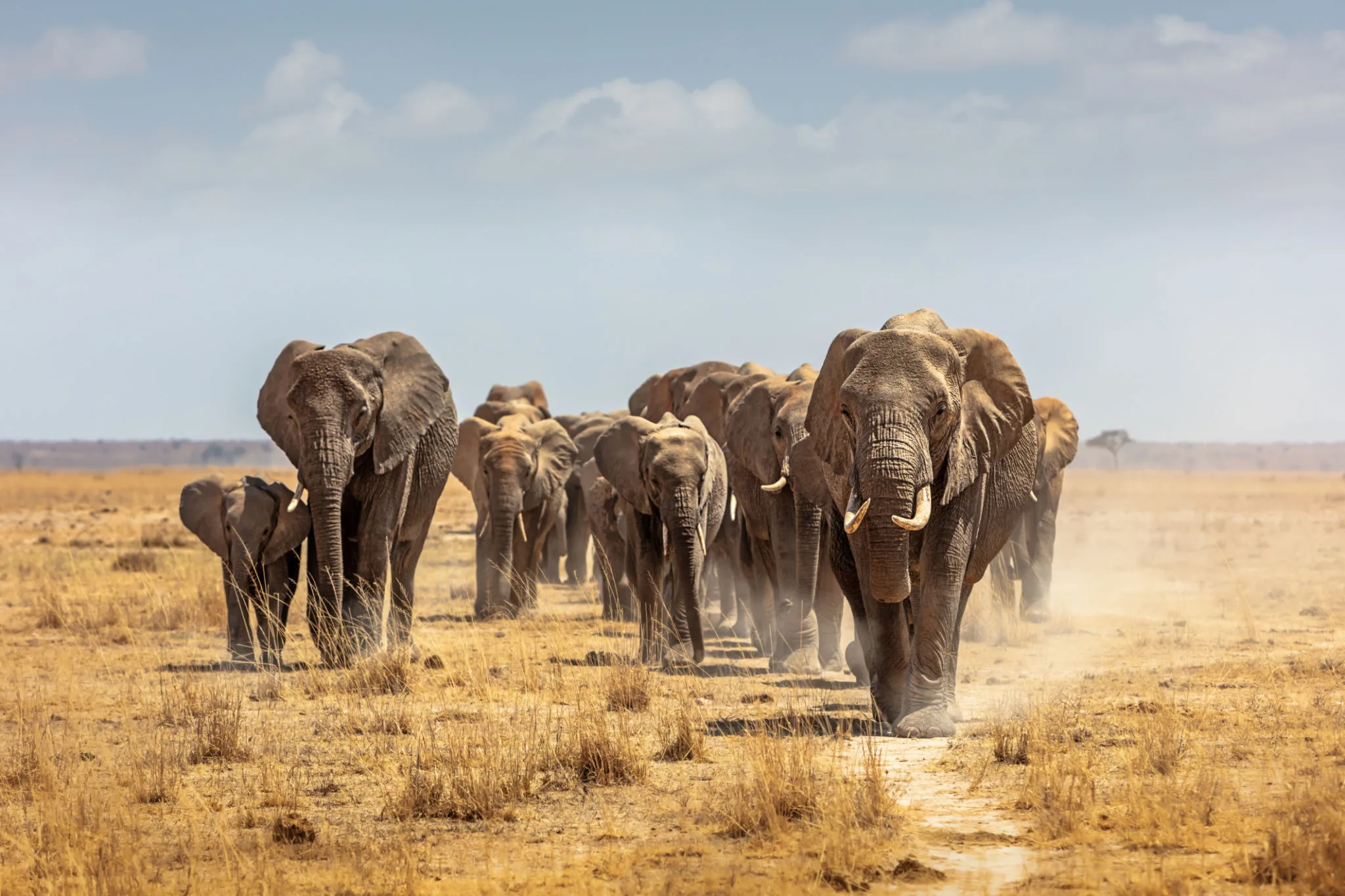 Elephants in Amboseli with Mount Kilimanjaro