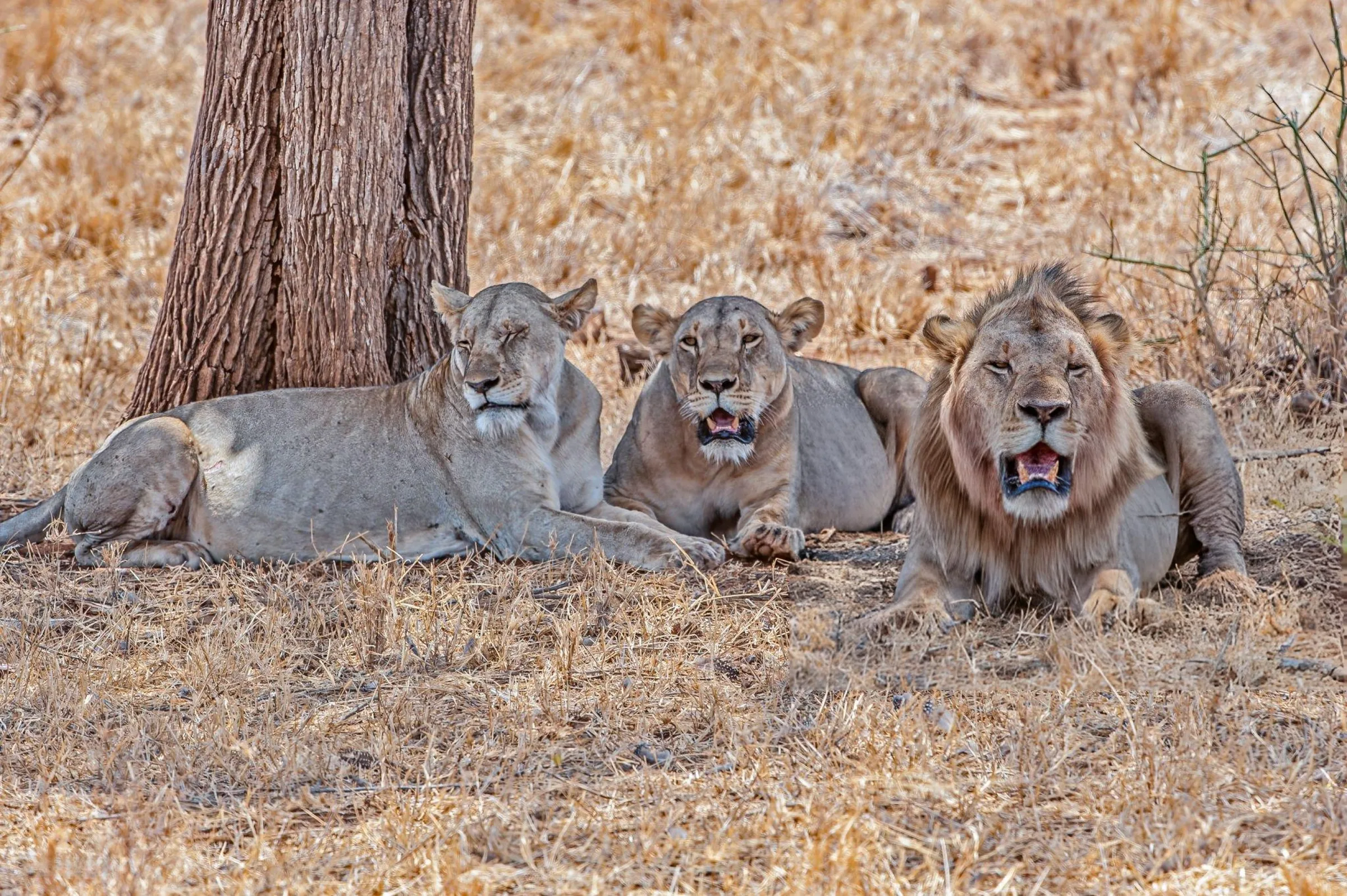 Lions in Meru National Park, Kenya