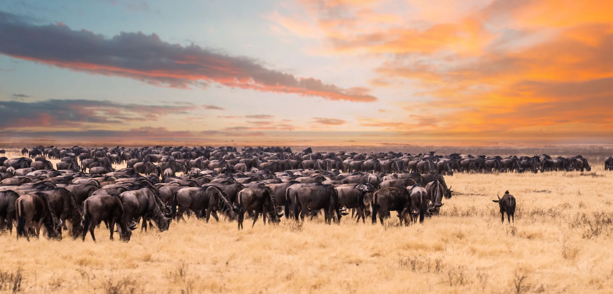 Vast herds of wildebeest crossing the Masai Mara during the Great Migration